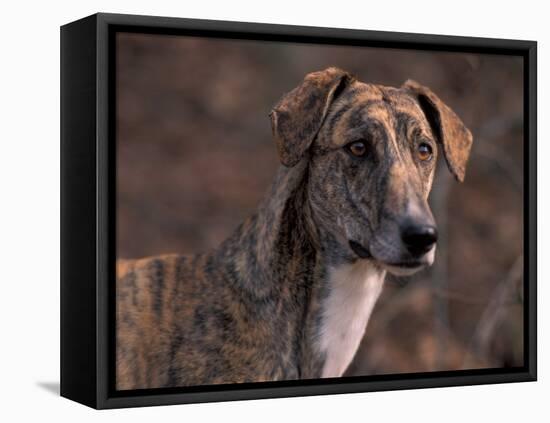 Magyar Agar / Hungarian Greyhound-Adriano Bacchella-Framed Stretched Canvas