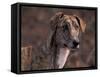 Magyar Agar / Hungarian Greyhound-Adriano Bacchella-Framed Stretched Canvas