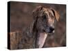 Magyar Agar / Hungarian Greyhound-Adriano Bacchella-Stretched Canvas