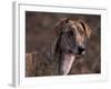 Magyar Agar / Hungarian Greyhound-Adriano Bacchella-Framed Photographic Print