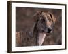 Magyar Agar / Hungarian Greyhound-Adriano Bacchella-Framed Photographic Print