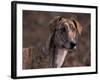 Magyar Agar / Hungarian Greyhound-Adriano Bacchella-Framed Photographic Print