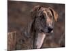 Magyar Agar / Hungarian Greyhound-Adriano Bacchella-Mounted Photographic Print