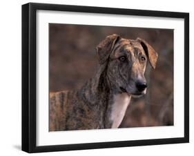 Magyar Agar / Hungarian Greyhound-Adriano Bacchella-Framed Photographic Print