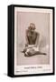 Mahatma Gandhi Indian Nationalist and Spiritual Leader-null-Framed Stretched Canvas