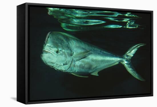 Mahi-Mahi Near Surface-null-Framed Stretched Canvas