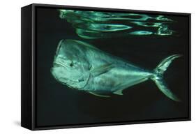 Mahi-Mahi Near Surface-null-Framed Stretched Canvas