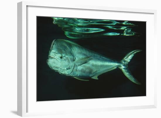 Mahi-Mahi Near Surface-null-Framed Photographic Print