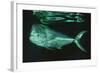 Mahi-Mahi Near Surface-null-Framed Photographic Print