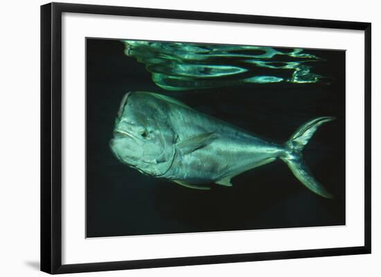 Mahi-Mahi Near Surface-null-Framed Photographic Print