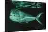 Mahi-Mahi Near Surface-null-Mounted Photographic Print