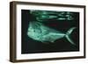 Mahi-Mahi Near Surface-null-Framed Photographic Print