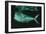 Mahi-Mahi Near Surface-null-Framed Photographic Print