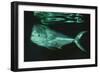 Mahi-Mahi Near Surface-null-Framed Photographic Print