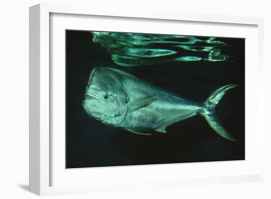 Mahi-Mahi Near Surface-null-Framed Photographic Print