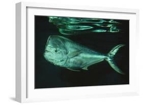 Mahi-Mahi Near Surface-null-Framed Photographic Print