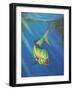 Mahi Mahi-Geno Peoples-Framed Giclee Print