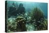 Mahogany Snapper and Grunts, Hol Chan Marine Reserve, Belize-Pete Oxford-Stretched Canvas