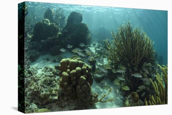 Mahogany Snapper and Grunts, Hol Chan Marine Reserve, Belize-Pete Oxford-Stretched Canvas