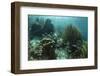 Mahogany Snapper and Grunts, Hol Chan Marine Reserve, Belize-Pete Oxford-Framed Photographic Print