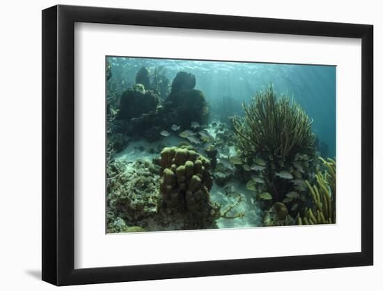 Mahogany Snapper and Grunts, Hol Chan Marine Reserve, Belize-Pete Oxford-Framed Photographic Print