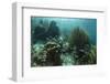 Mahogany Snapper and Grunts, Hol Chan Marine Reserve, Belize-Pete Oxford-Framed Photographic Print
