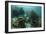 Mahogany Snapper and Grunts, Hol Chan Marine Reserve, Belize-Pete Oxford-Framed Photographic Print