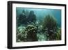 Mahogany Snapper and Grunts, Hol Chan Marine Reserve, Belize-Pete Oxford-Framed Photographic Print