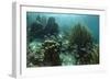 Mahogany Snapper and Grunts, Hol Chan Marine Reserve, Belize-Pete Oxford-Framed Photographic Print