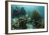 Mahogany Snapper and Grunts, Hol Chan Marine Reserve, Belize-Pete Oxford-Framed Photographic Print