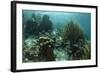 Mahogany Snapper and Grunts, Hol Chan Marine Reserve, Belize-Pete Oxford-Framed Photographic Print