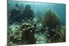 Mahogany Snapper and Grunts, Hol Chan Marine Reserve, Belize-Pete Oxford-Mounted Photographic Print