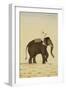 Mahout on an Elephant-null-Framed Art Print