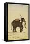 Mahout on an Elephant-null-Framed Stretched Canvas