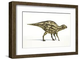 Maiasaura Dinosaur, Artwork-null-Framed Photographic Print