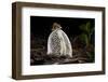 Maiden's veil fungus, Amazonia, Peru-Bolivia border-Nick Garbutt-Framed Photographic Print