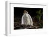 Maiden's veil fungus, Amazonia, Peru-Bolivia border-Nick Garbutt-Framed Photographic Print