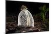 Maiden's veil fungus, Amazonia, Peru-Bolivia border-Nick Garbutt-Mounted Photographic Print