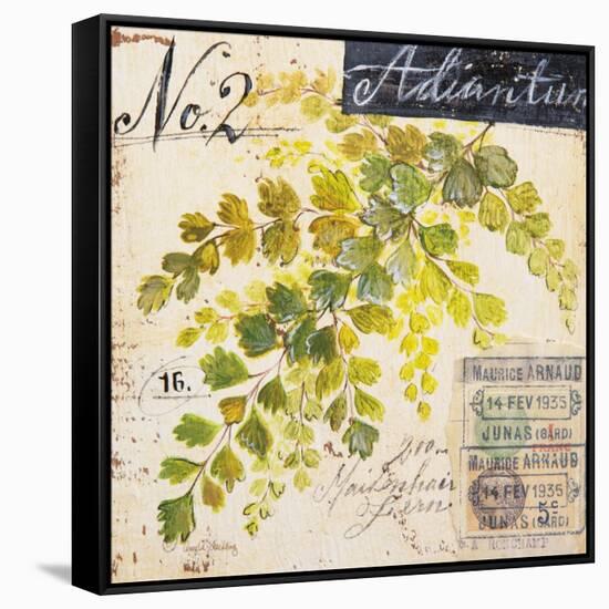 Maidenhair Fern…Sketchbook-Angela Staehling-Framed Stretched Canvas