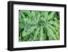 Maidenhair fern-Lisa Engelbrecht-Framed Photographic Print