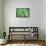 Maidenhair fern-Lisa Engelbrecht-Framed Stretched Canvas displayed on a wall