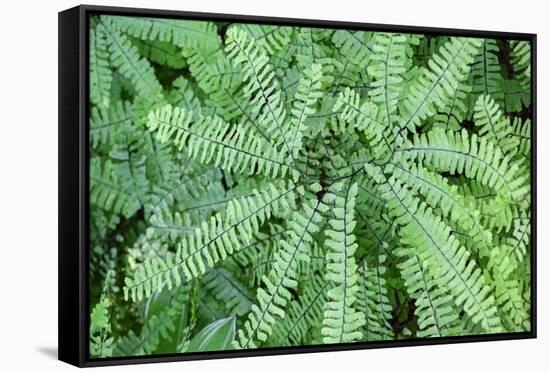 Maidenhair fern-Lisa Engelbrecht-Framed Stretched Canvas