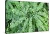 Maidenhair fern-Lisa Engelbrecht-Stretched Canvas