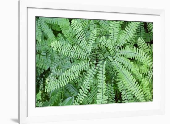 Maidenhair fern-Lisa Engelbrecht-Framed Photographic Print