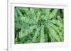 Maidenhair fern-Lisa Engelbrecht-Framed Photographic Print