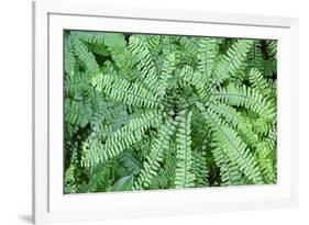 Maidenhair fern-Lisa Engelbrecht-Framed Photographic Print