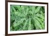 Maidenhair fern-Lisa Engelbrecht-Framed Photographic Print