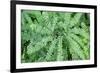 Maidenhair fern-Lisa Engelbrecht-Framed Photographic Print