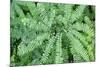 Maidenhair fern-Lisa Engelbrecht-Mounted Photographic Print