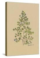 Maidenhair-Peggy Abrams-Stretched Canvas